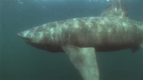 Basking Shark Biology & Anatomy - Manx Whale and Dolphin Watch