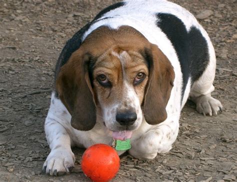 File:Beagle 745.jpg - Wikimedia Commons