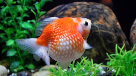 17 Small Goldfish Types - Full Guide (With Pictures)