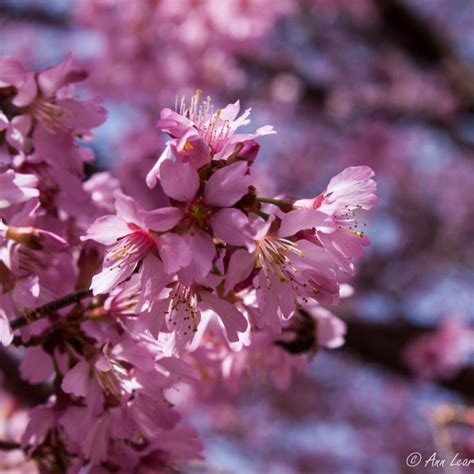 2 2014 Macon GA Cherry Blossoms Cherry Blossom Blossom Plants