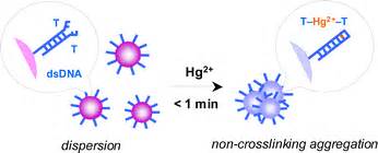 Rapid Naked Eye Detection Of Mercury Ions Based On Non Crosslinking