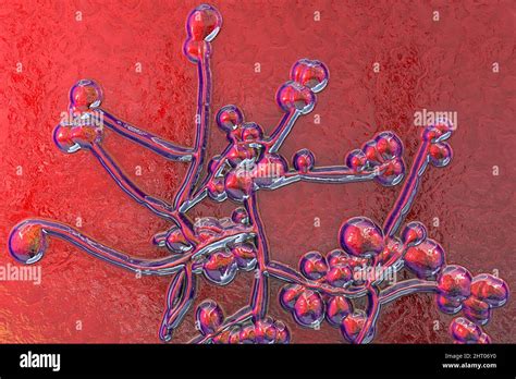 Fungo Candida Albicans Immagini E Fotografie Stock Ad Alta Risoluzione