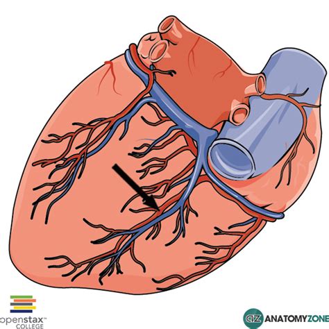 Posterior Interventricular (Descending) Artery • Cardiovascular ...