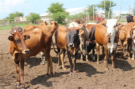 Sul Africanos Indiciados No Roubo De Cabe As De Gado Bovino Em