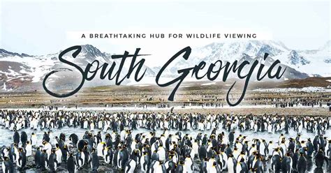 South Georgia Island: An Antarctic Hub for Wildlife Viewing