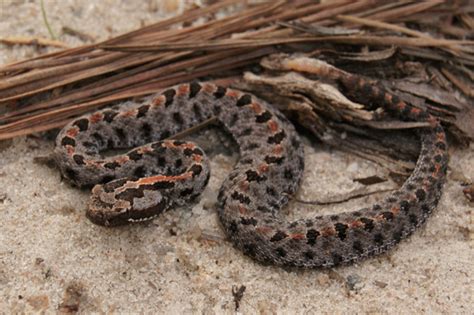 Pigmy Rattlesnake