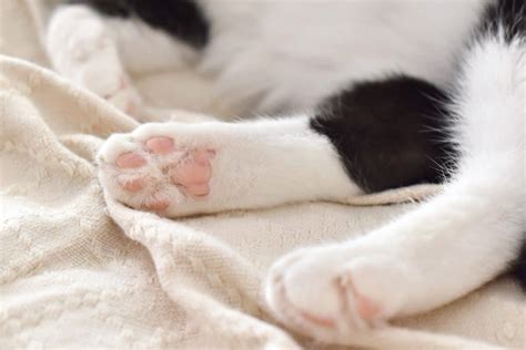 Cat Paw Anatomy, Facts, Care Guide, Pictures, FAQs & More