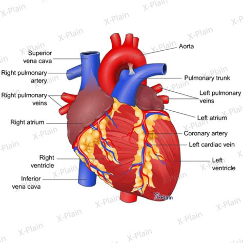 Basic Heart Anatomy with Labels