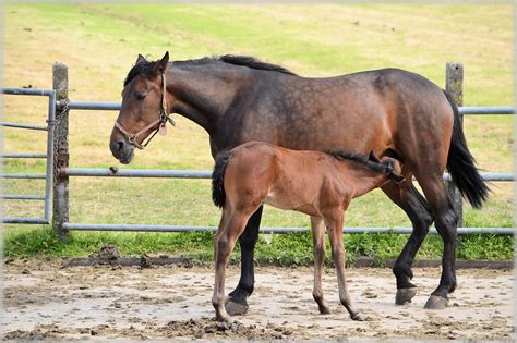 Free photo: Farm, Horse, Horses, Foal, Foals - Free Image on Pixabay ...