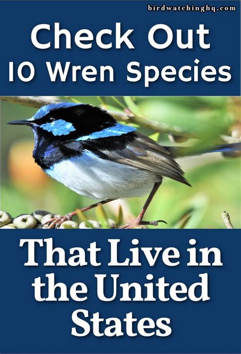 10 Wren Species in the United States! (ID Guide) | Fun facts about ...