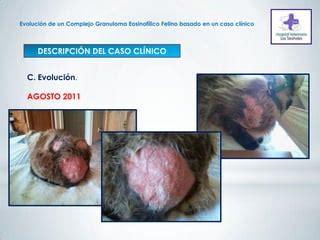 Evolución de un Complejo Granuloma Eosinofílico Felino basado en un