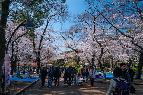 【日本東京】上野恩賜公園 櫻花 肯尼的拍、旅、食