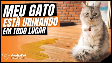 Por Que Meu GATO FAZ XIXI Em Todos Os Lugares Da Casa Gato Marcando