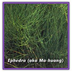 Ephedra - Herbal Encyclopedia