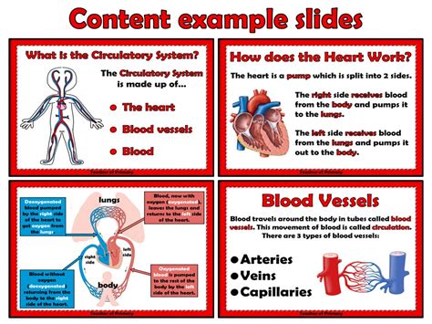 The Circulatory System Powerpoint Presentation And Worksheet By