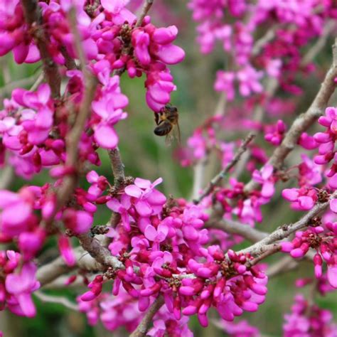 Cercis Canadensis Merlot Red Bud Evergreen Nursery