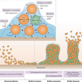 Stages of biofilm formation. After adhesion, bacteria interact with ...