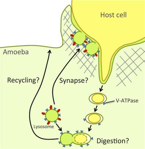 Exploring the mechanism of amebic trogocytosis: the role of amebic ...