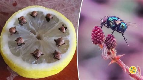 Comment se Débarrasser des Mouches de la Cuisine et la Parfumer