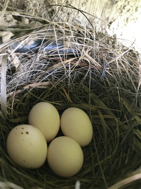 Hidden Nests In The Grass And Wetlands Mcrcd