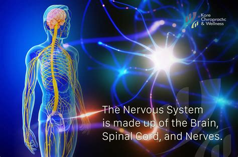 Spinal Cord And Central Nervous System