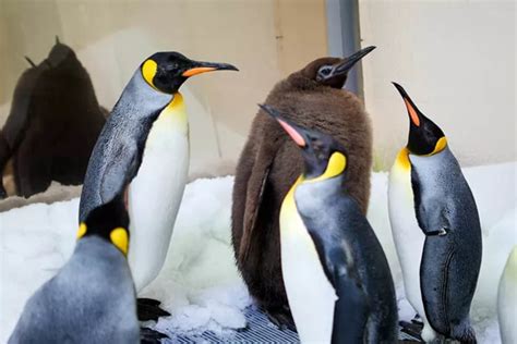 See Pesto The Viral Baby Penguin Grow Up As He Sheds Brown Feathers In