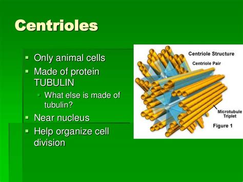 The Cell Factory