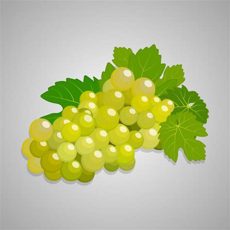 Ejemplo Del Rojo De Las Uvas Ilustraci N Del Vector Ilustraci N De