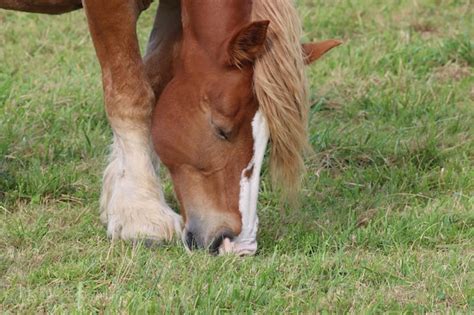 Um cavalo uma mancha branca no focinho está comendo grama Foto