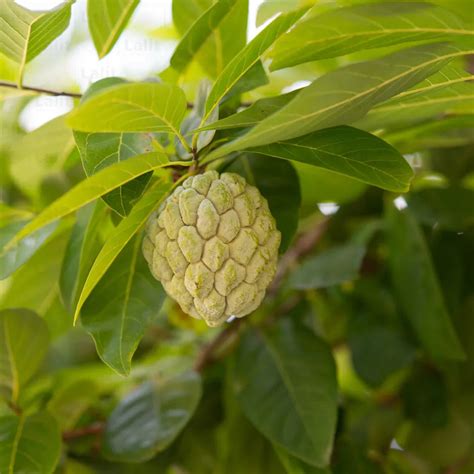 Sugar Apple Grafted Sitafal Annona Squamosa Custard Apple Plant