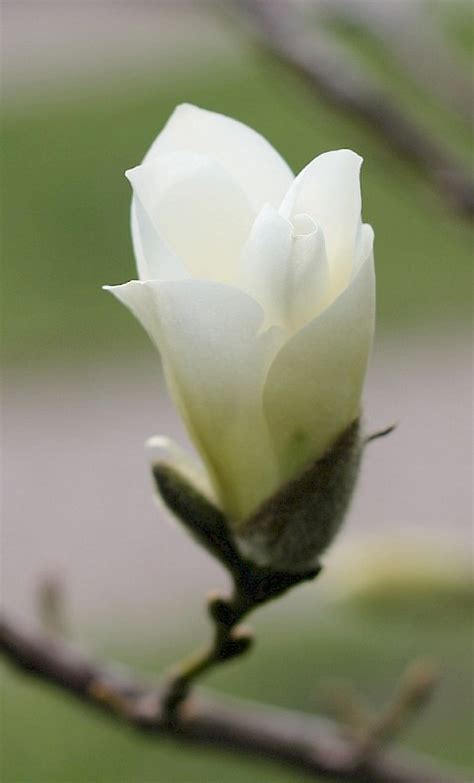 Магнолія кобус