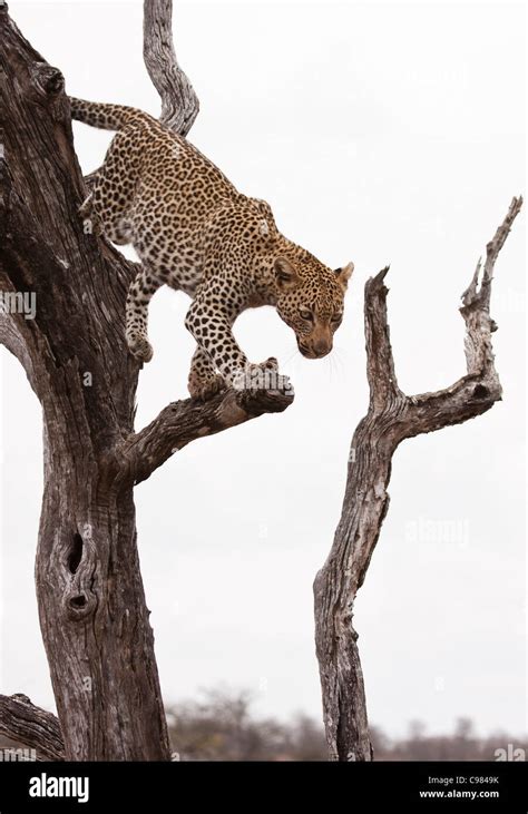 Leopard climbing down a tree Stock Photo - Alamy