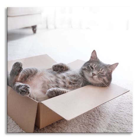 Ebern Designs Tired Cat Sleeps In A Box No Frame Print On Glass