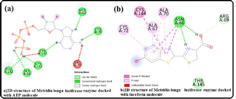 (a) 2D structure of Metridia Longa luciferase enzyme docked with ATP ...