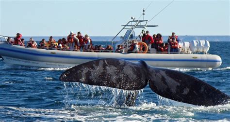 Todo Sobre El Avistaje De Ballenas En Puerto Madryn