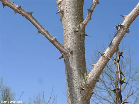 Black Locust Tree Identification