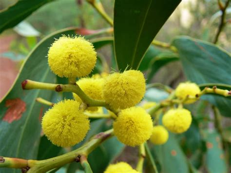 Acacia Pycnantha Golden Wattle World Of Flowering Plants