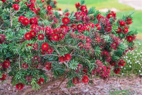 How To Grow And Care For Bottlebrush Bushes Gardeners Path