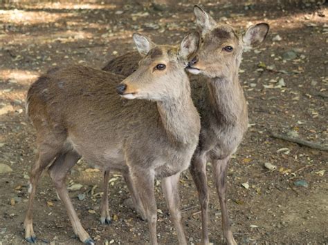 Premium Photo Wild Deer In Nara Park In Japan Deer Are Symbol Of