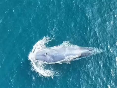 World Rarest Whale Worlds Rarest All White Omuras Whale Spotted Off The Coast Of Thailand