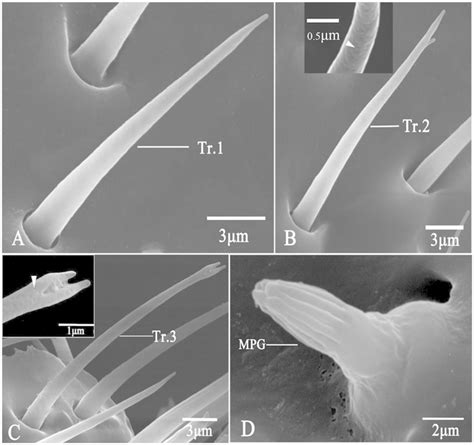 Scanning Electron Micrographs Of Trichodea And Mpg Sensilla Mpg In