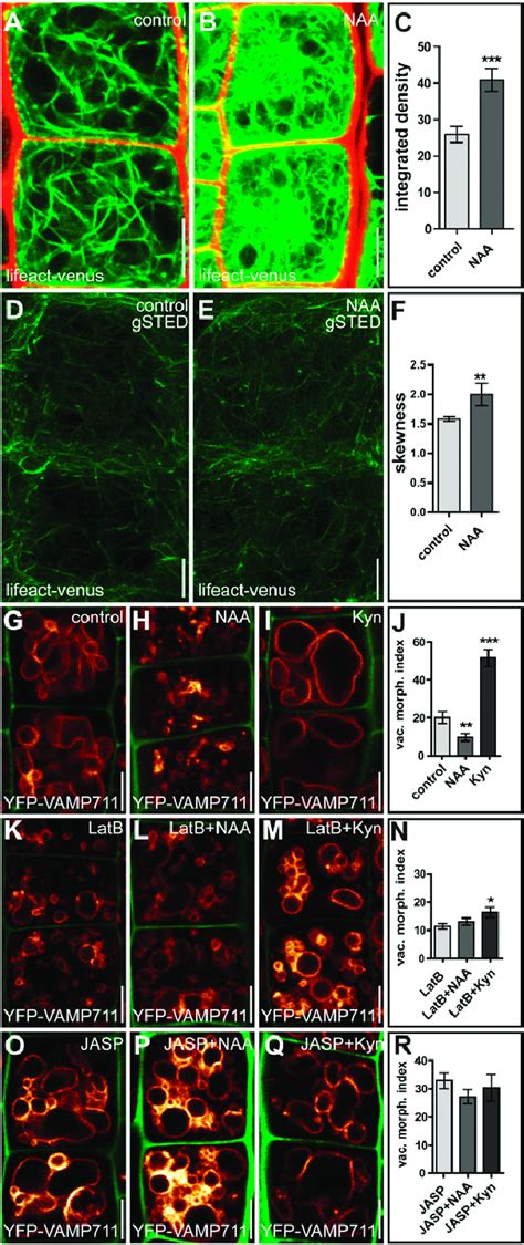 Auxin Impacts The Actin Cytoskeleton And Actin Dependent Vacuolar