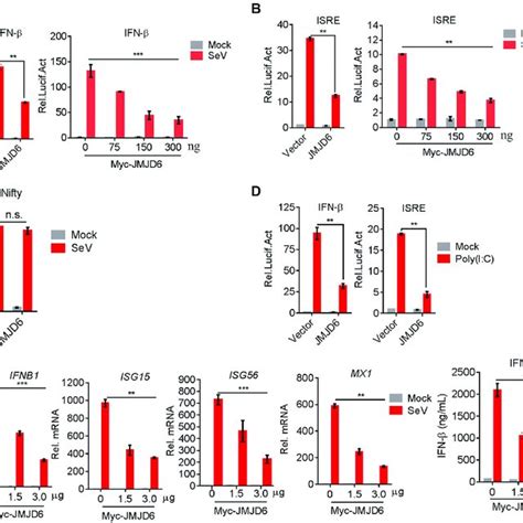 JMJD6 Deficiency Potentiates The Type I Interferon Production A