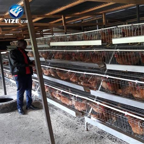 Chicken Farming Automatic Broiler Battery Chicken Cages Poultry