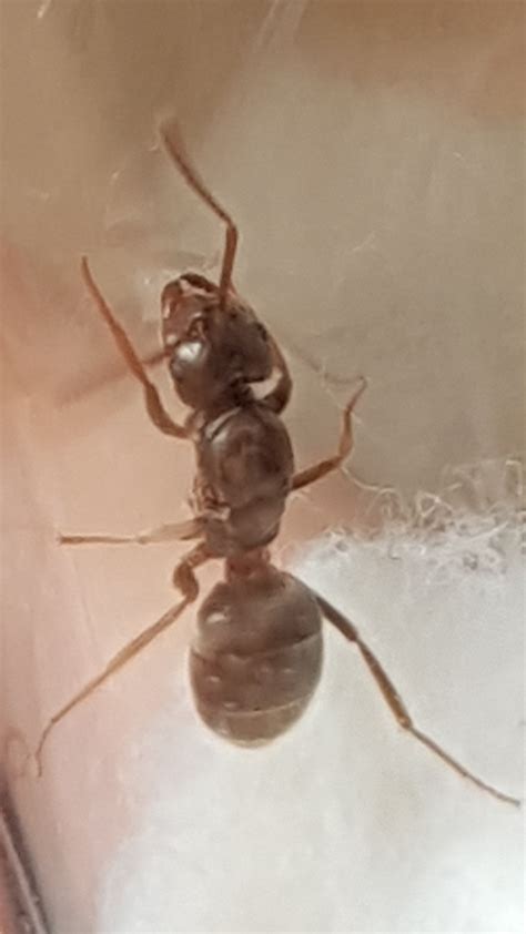 species identification - identify this ant queen - Biology Stack Exchange