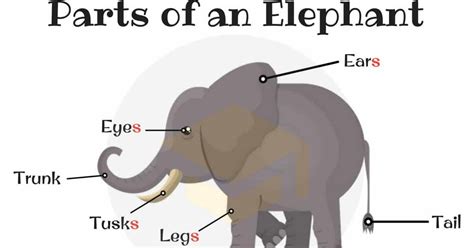 Elephant Trunk Anatomy