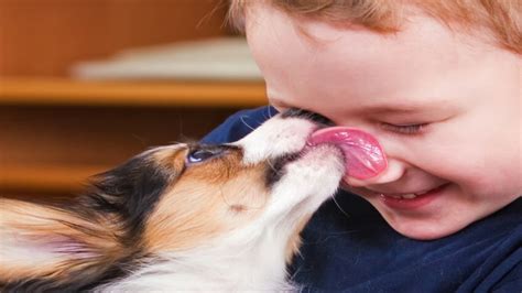 Votre Chien Vous L Che T Il Le Visage Voici Ce Que Cela Signifie