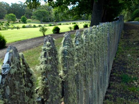 Premium Photo Close Up Of Moss Growing On Wooden Fence