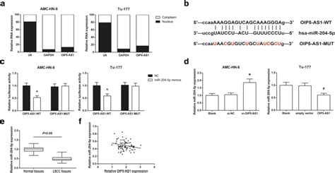 Oip As Serves As A Cerna Of Mir P In Lscc A Subcellular