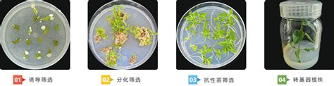 杨树遗传转化 陕西佰艾基因信息科技有限公司